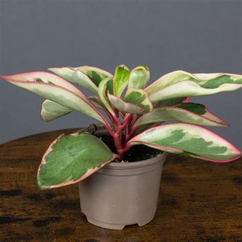 Peperomia Ginny 9cm Pot Opperman Plants Ltd