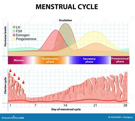 Ciclo Mestruale Endometrio Ed Ormone Illustrazione Vettoriale