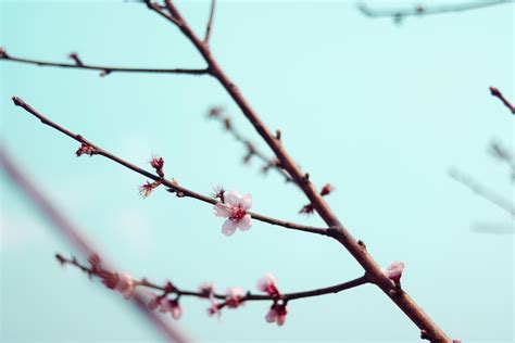 Flowers on Tree Branch · Free Stock Photo