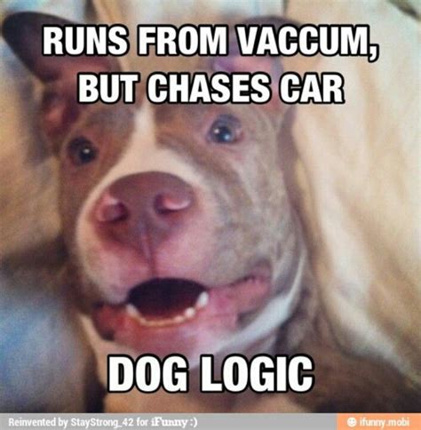 Dog Logic Dog Logic Animal Logic Funny Animal Memes Animal Quotes