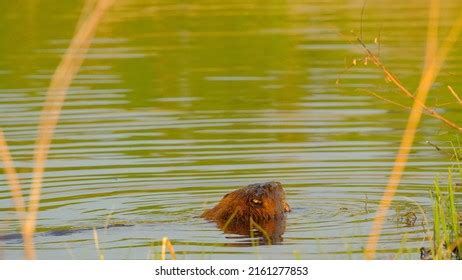 3,214 Beaver swimming Images, Stock Photos & Vectors | Shutterstock