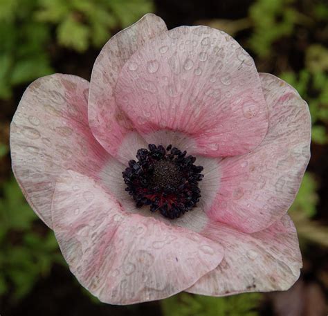 After the Rain Photograph by Masami IIDA - Fine Art America