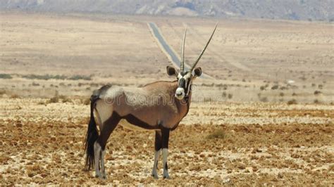 Antelope In Desert Picture. Image: 95271805