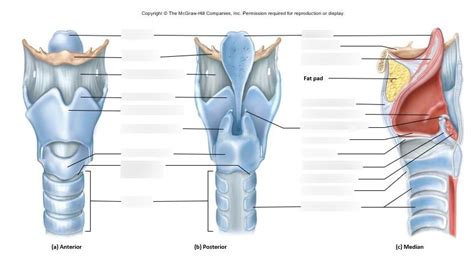 Unit 23 Cartilage Of The Larynx Diagram Quizlet