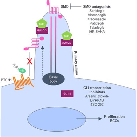 Hedgehog Signaling Pathway When The HH Ligand Is Present Ptch1 Is