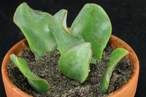 How to grow Crassula arborescens from cuttings