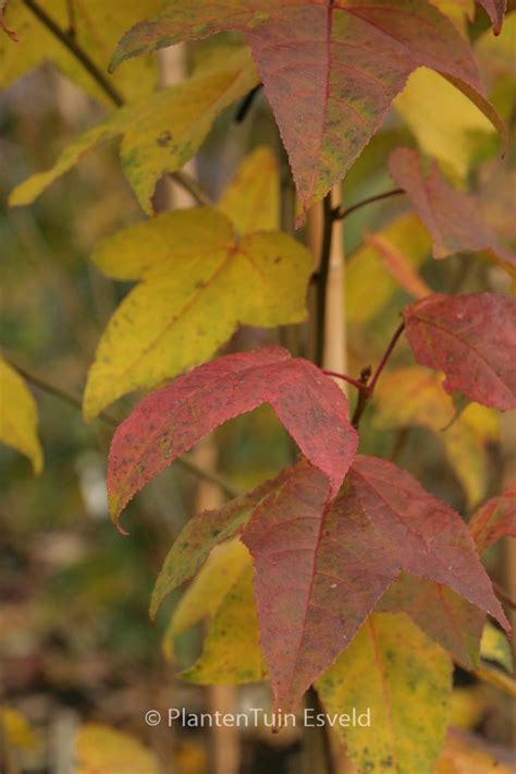 Liquidambar Formosana Monticola Plantentuin Esveld