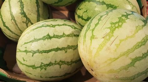 31 Watermelon Varieties You Can Grow This Season