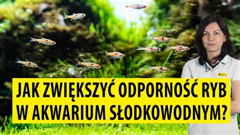 TROPICAL Jak zwiększyć odporność ryb w akwarium słodkowodnym YouTube