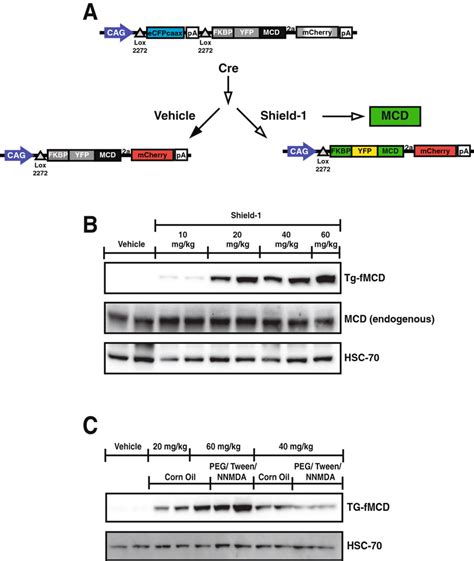 Tissue Specific Chemically Inducible Malonyl Coa Decarboxylase A