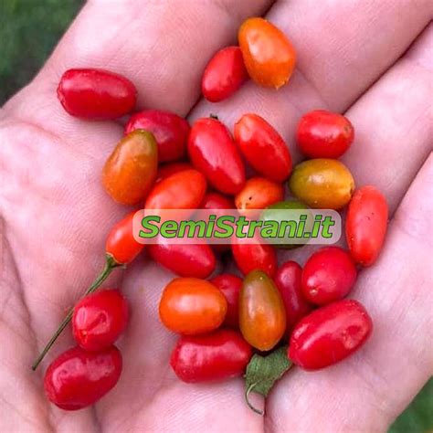 chiltepin wild pepper chili seeds semi strani  carlo martini