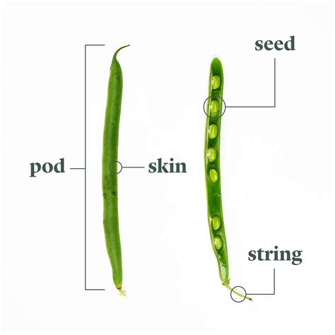 Parts Of A Green Bean Plant