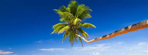 Tropical Palm Tree Wallpaper (56+ images)