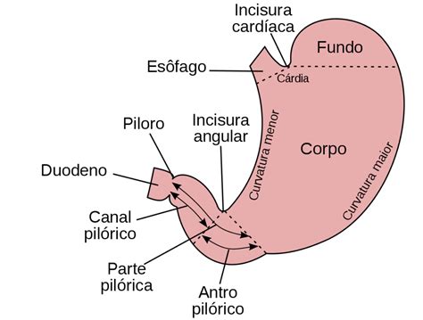 Est Mago Anatomia Papel E Caneta