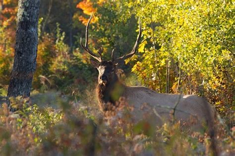 Wisconsin DNR Celebrates Successful 2022 Elk Hunting Season Daily Dodge