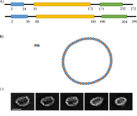 Figure From Structural And Biophysical Characterization Of Prohibitin