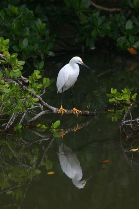 Kalamazoo Seasons: Ding Darling National Wildlife Refuge