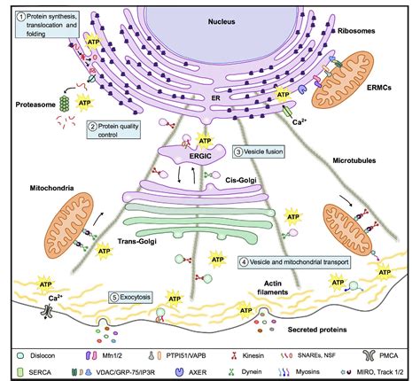 Figure 1 From Mitochondrial Bioenergetics And Dynamics In Secretion