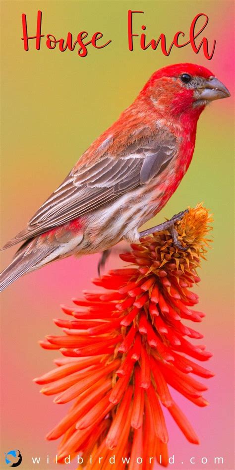 There Are Eight Different Species Of Finches In Texas Wild Birds