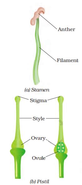 Ncert Solutions For Class 7 Science Chapter 12 Reproduction In Plants