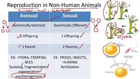 Comparing Non Human Animal Physiology Example 7 Video Biology