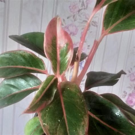 Аглаонема – купить в Красноярске, цена 300 руб., продано 7 апреля 2024 ...