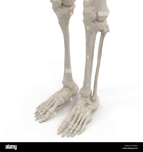 Human Leg Bones 3D Model | ubicaciondepersonas.cdmx.gob.mx