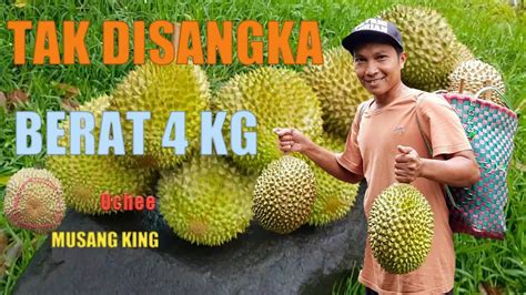 Panen Buah Durian Musang King Terberat Youtube