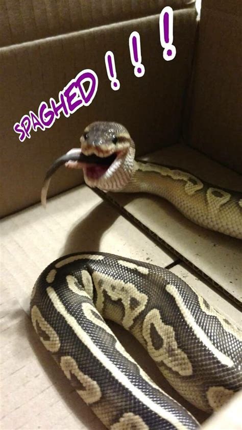 30+ Hissterical Reptile Memes That Will Make You Slither With Laughter