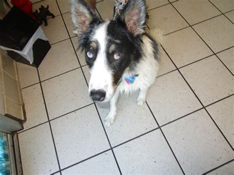 The Canine Scrub - Home | Facebook