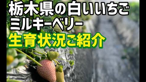 「いちご栽培 いちご農家」栃木県の白いいちご ミルキーベリー生育状況ご紹介 Youtube