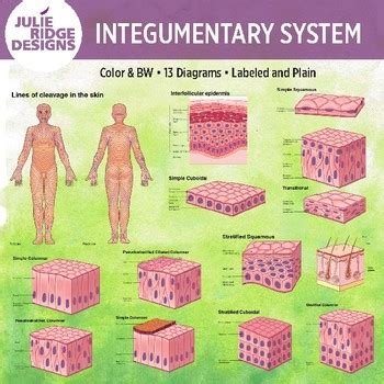 Integumentary System Diagram