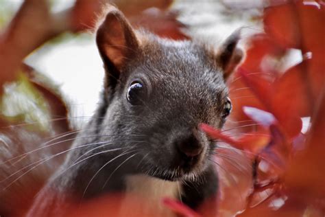 Alabama Wildlife Services Catch And Removal Wild Animals