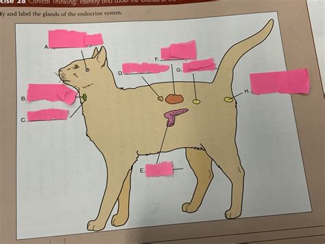 endocrine system gland labeling diagram quizlet