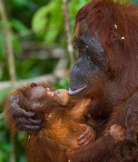 Retrato De Una Orangut N Hembra Con Un Beb En La Naturaleza Indonesia