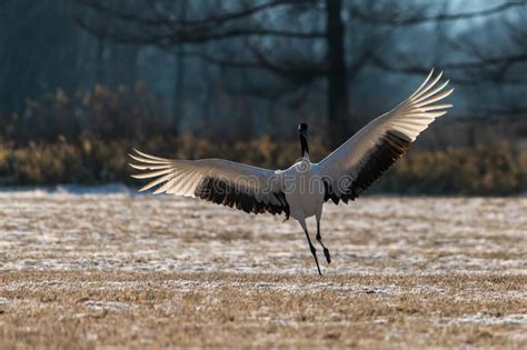 Red Crowned Crane Bird Stock Photo Image Of Grus Love 111197234