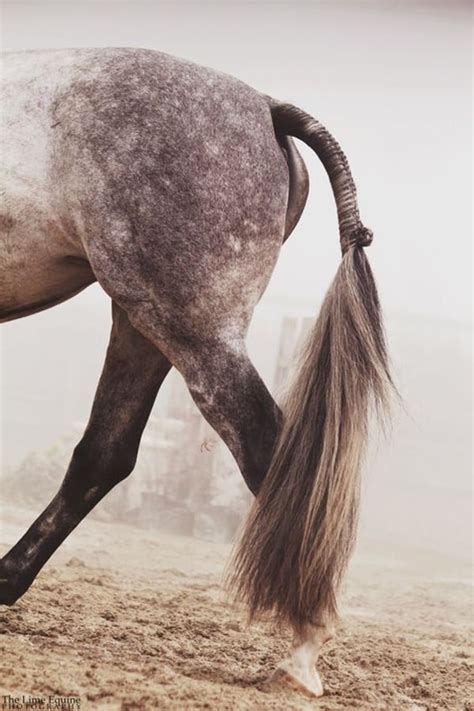 30 Amazing Horse Tail Braids Ideas to make Your Friends Jealous - Tail ...