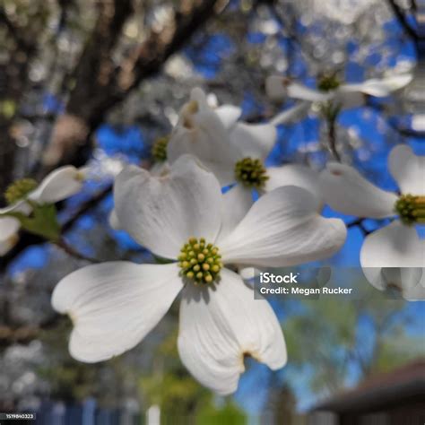 dogwood tree bloom stock photo  image  arrowwood beauty