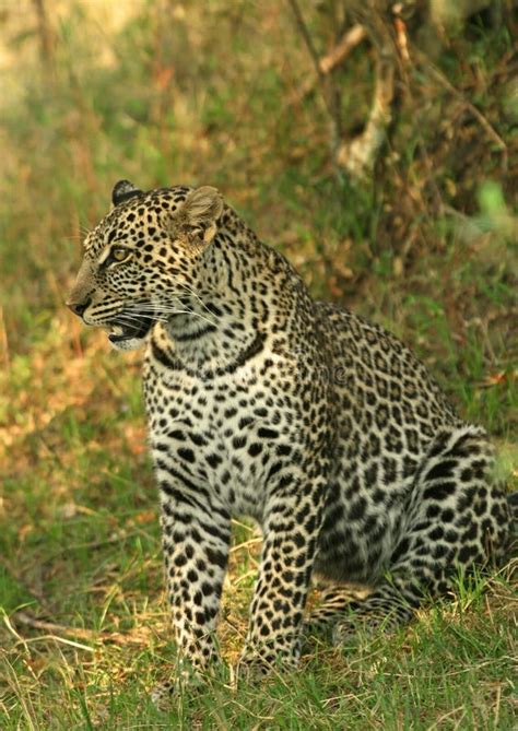 leopard big spotted cat standing stock photo image  pardus