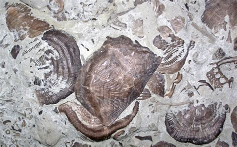 Leptaena Richmondensis Fossil Brachiopods Upper Ordovic Flickr