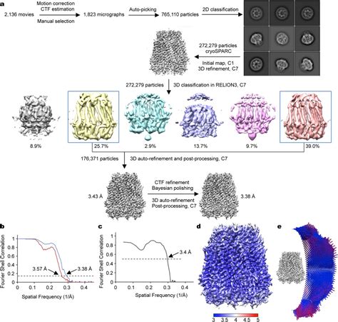 Cryo EM Structures Of The ATP Release Channel Pannexin 1 BioRxiv