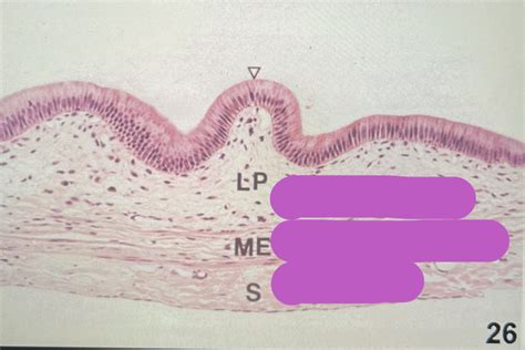 Biliary System Matching Diagram Quizlet