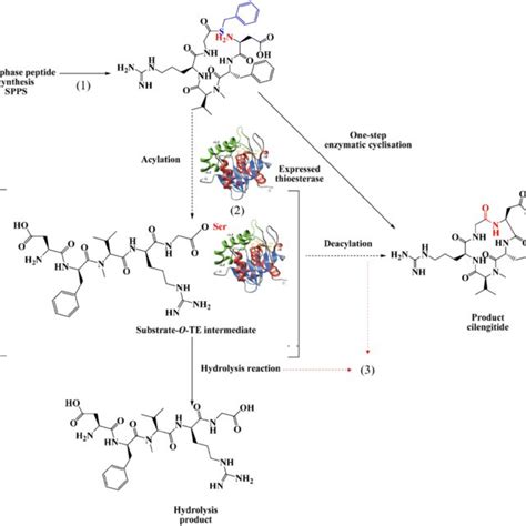 Visualization Of Purified And Excised Thioesterase Domains That Were Download Scientific