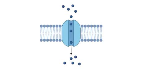 Cellular Transport: Definition, Types & Examples I NotesBard