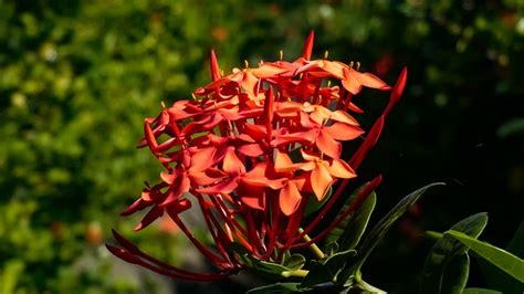 Free Santan Flower Photos Pixabay