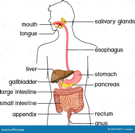 Schema Van De Structuur Van Het Spijsverteringsstelsel Voor De Mens
