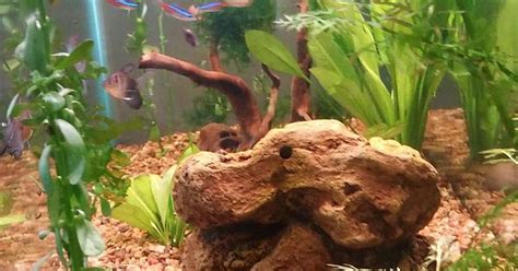 Aquarium Album On Imgur