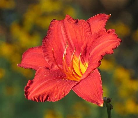 Bold Lily Photograph By Mtbobbins Photography Fine Art America