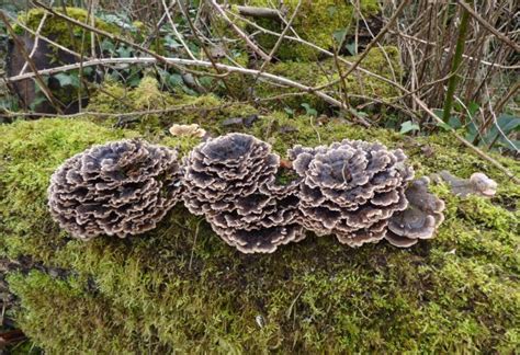 Turkey Tail fungus - Mansfield Woodhouse Millennium Green