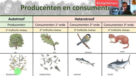 Bio Bovenbouw Voedselrelaties In Ecosystemen Ecologie Youtube